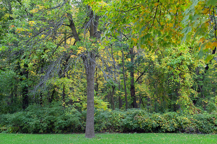 Edge of the woodland in Jackson Park