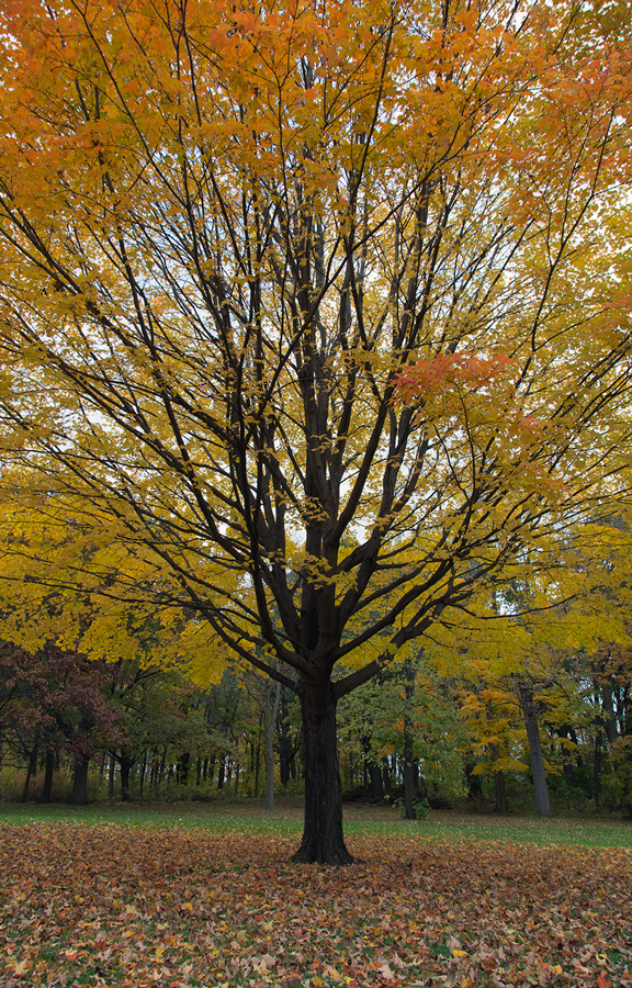 maple in autumn