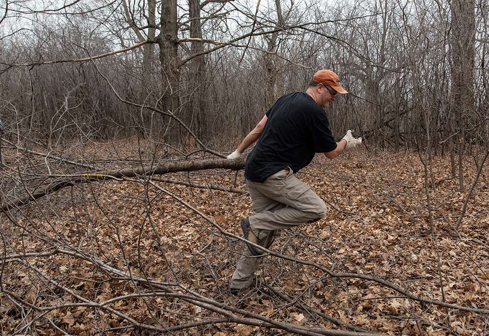 hauling cut buckthorn