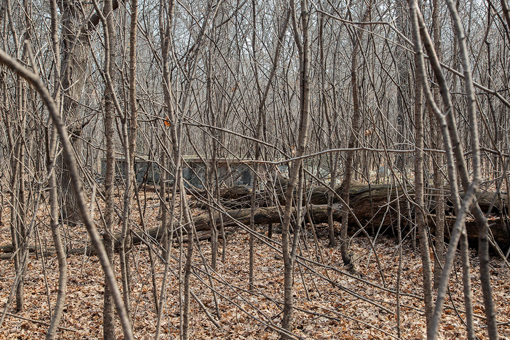 patio obscure by buckthorn