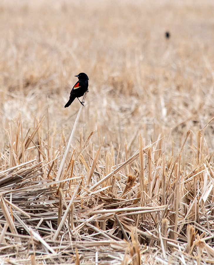 redwing blackbird