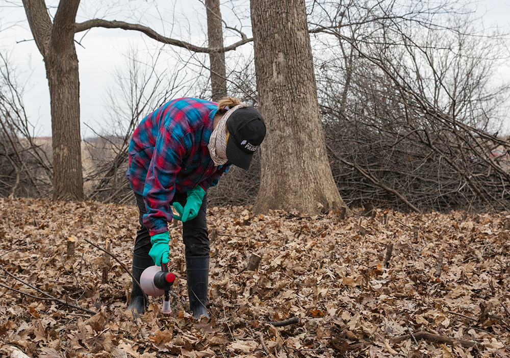 Applying herbicide to cut stumps