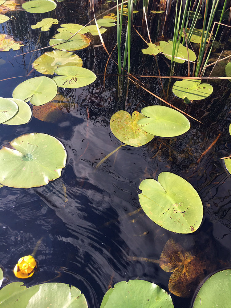 Photo of lake surface with lily pads