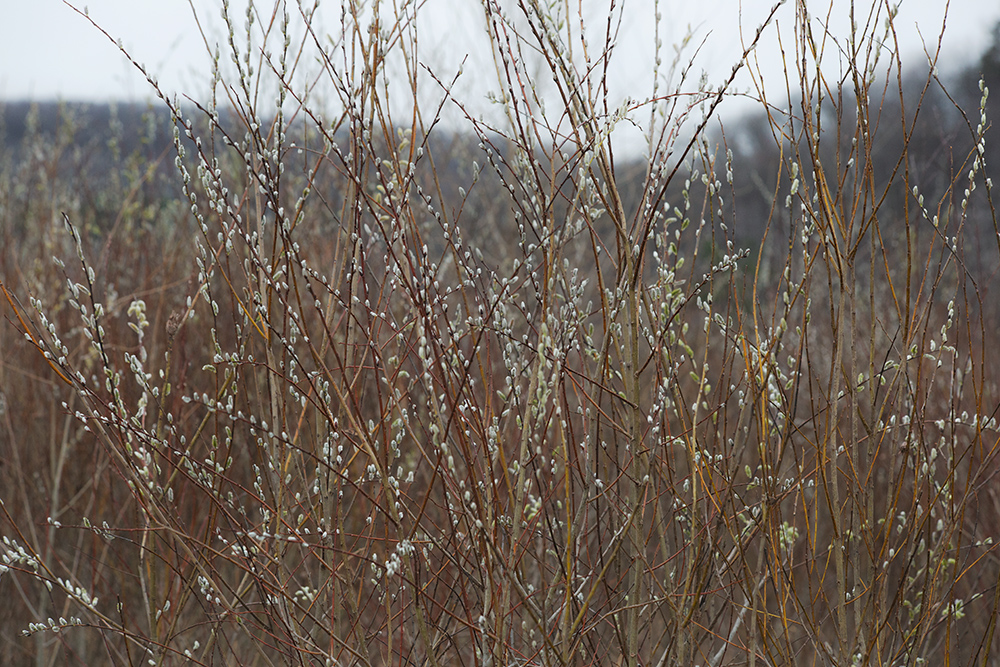 Pussy willows budding on Ice Age Trail / Roznos Meadow Trail