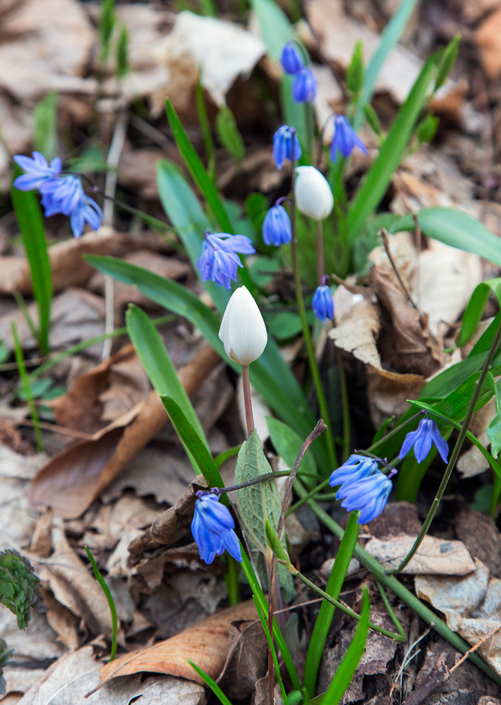 Bloodroot and Siberian squill in bloom