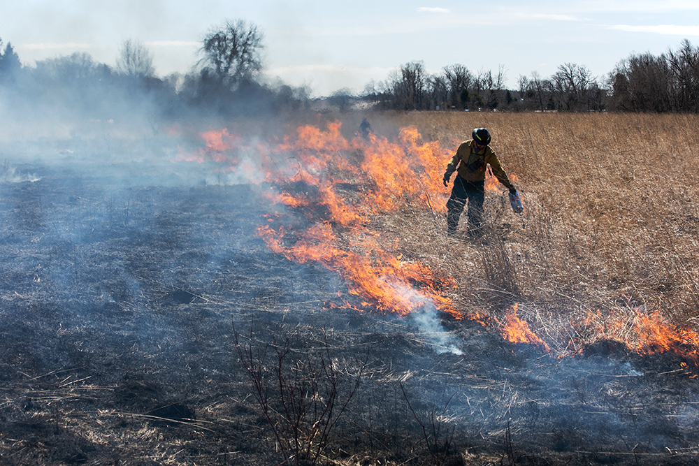 Riveredge Land Manager Matt Smith with drip torch