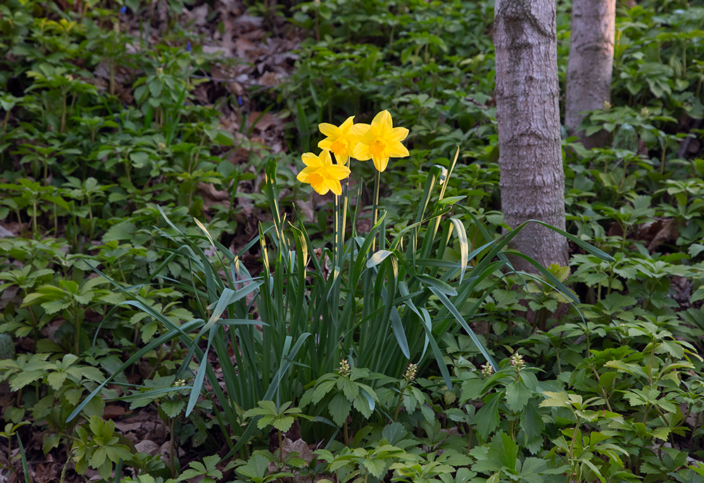 Daffodils catch the light of the rising sun