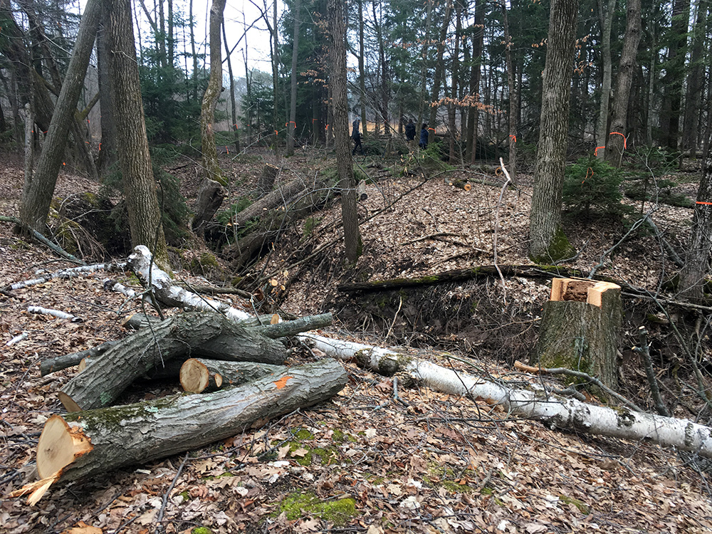 logs strewn about on and in a gully