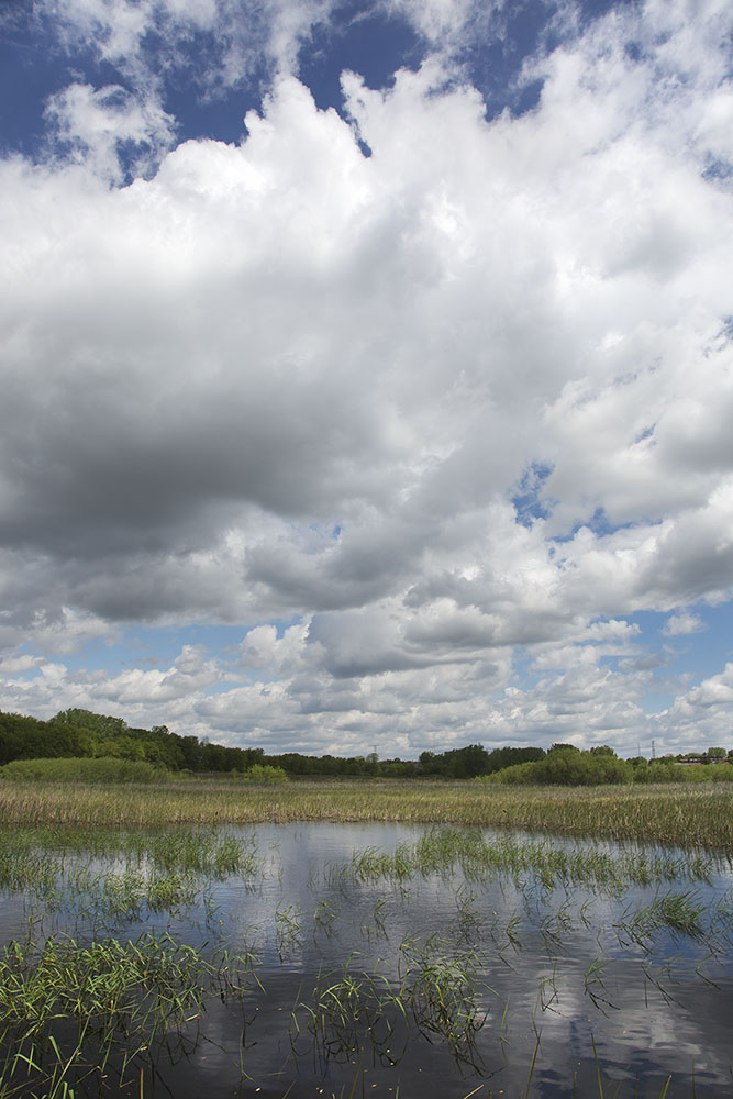 wetland and sky