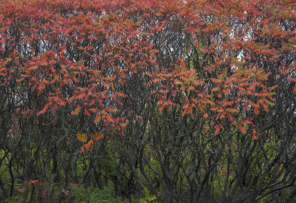 Sumacs in autumn