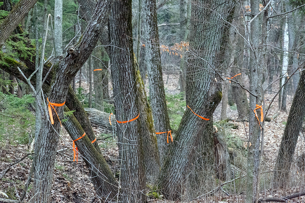 orange ribbons on trees