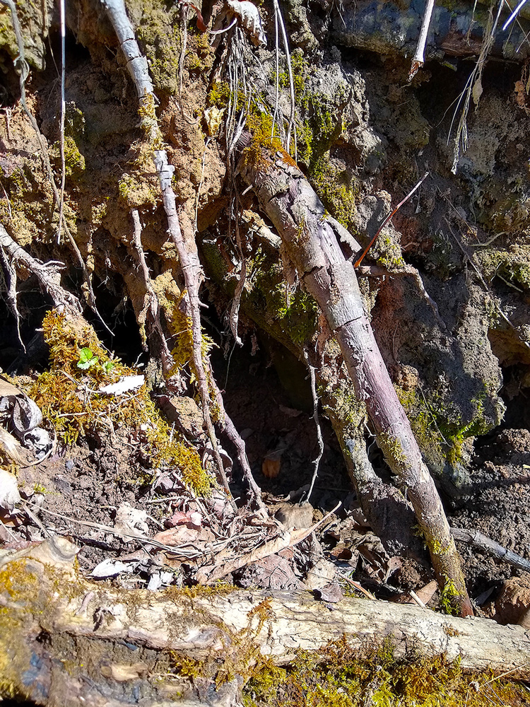 Roots, photograph at Kurtz Woods