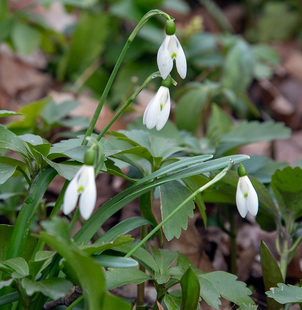 snow drop flowers in bloom