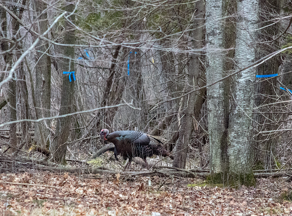 wild turkey in woods