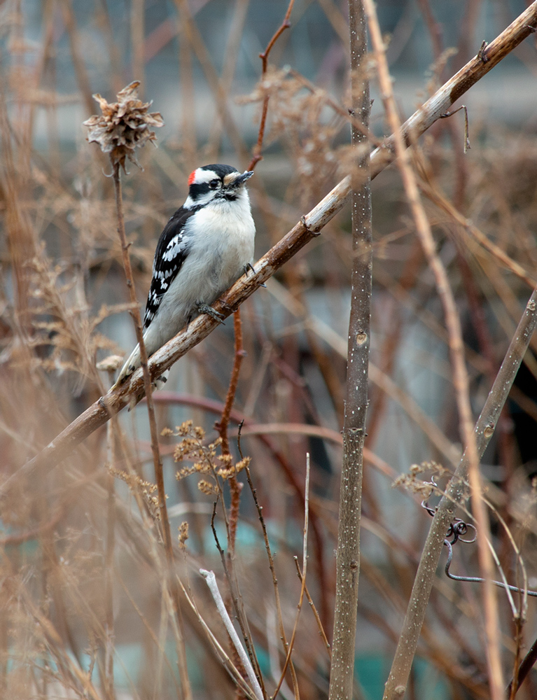 downy woodpecker