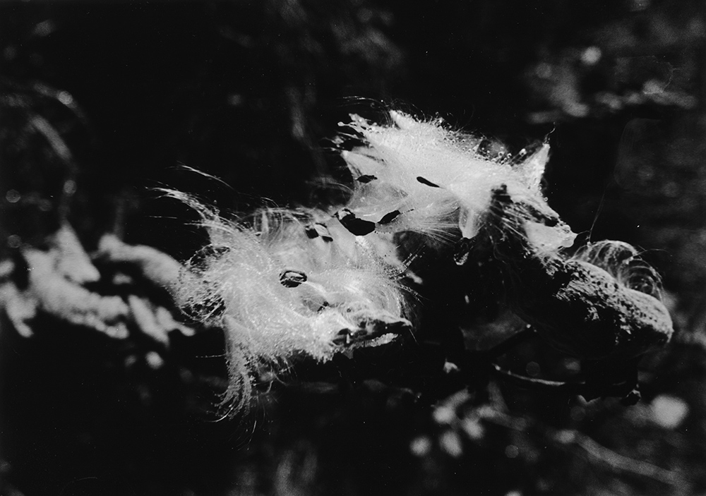 "Milkweed" seeds