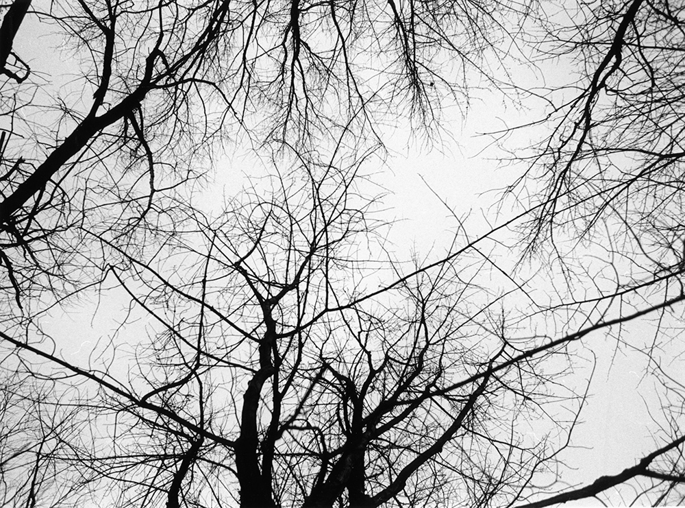 "Look Up," tree branches overhead