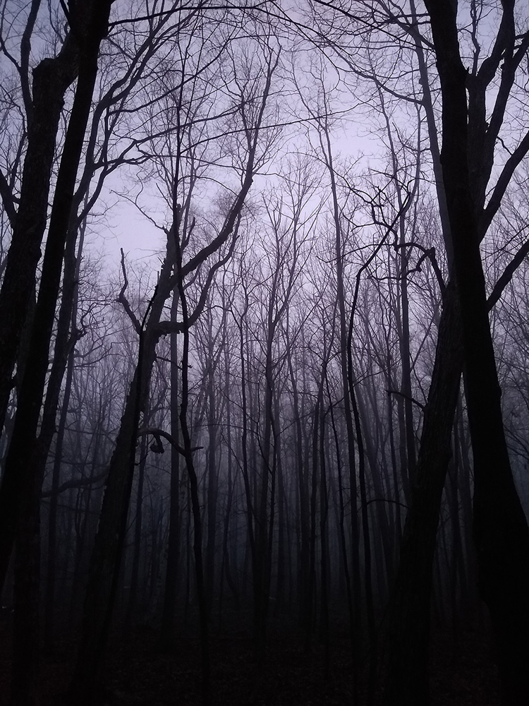 Morning Fog, photograph at Kurtz Woods