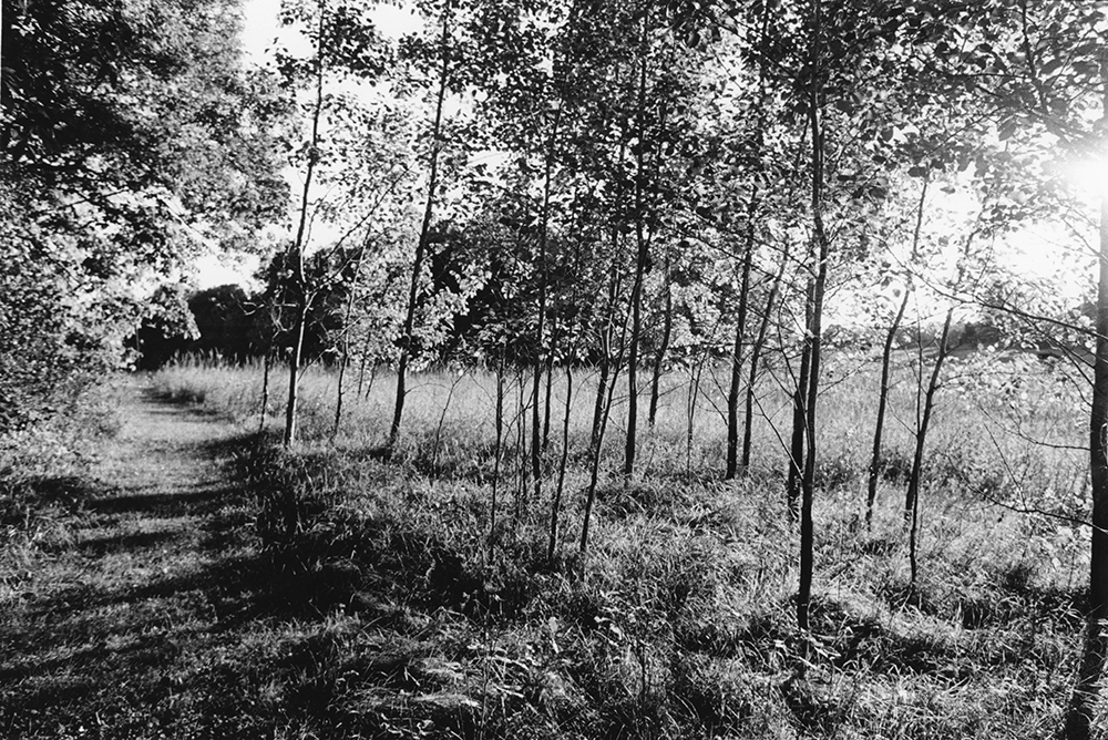 "Sunset Light" young trees