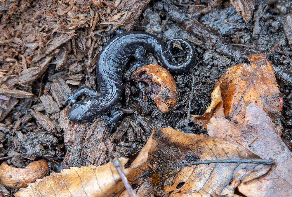 Blue-spotted salamander found under a log