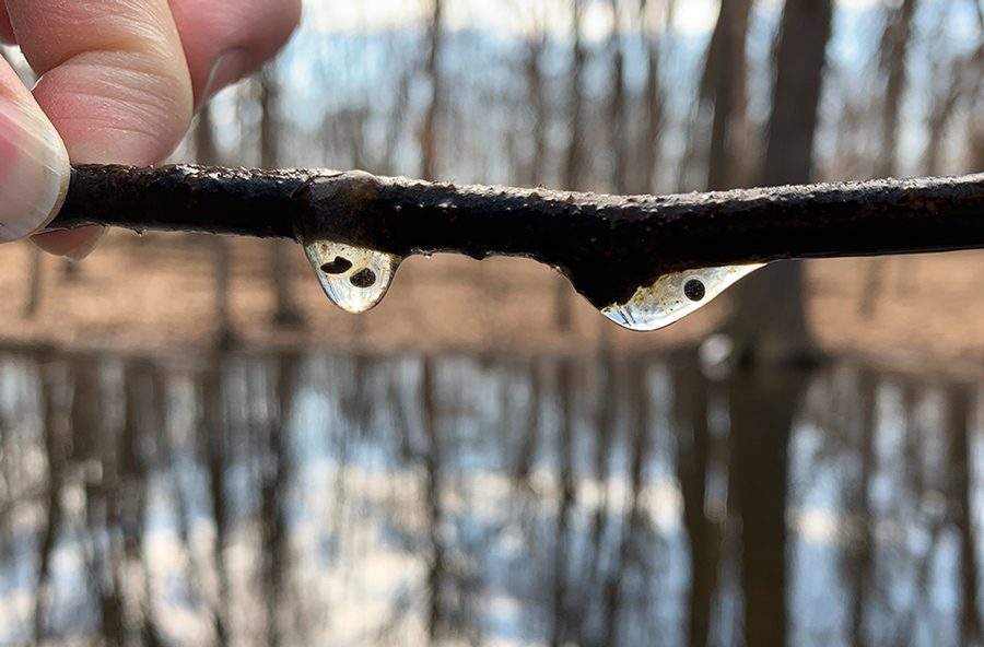 Salamander eggs dangle from a stick. Photo: Jess Herro