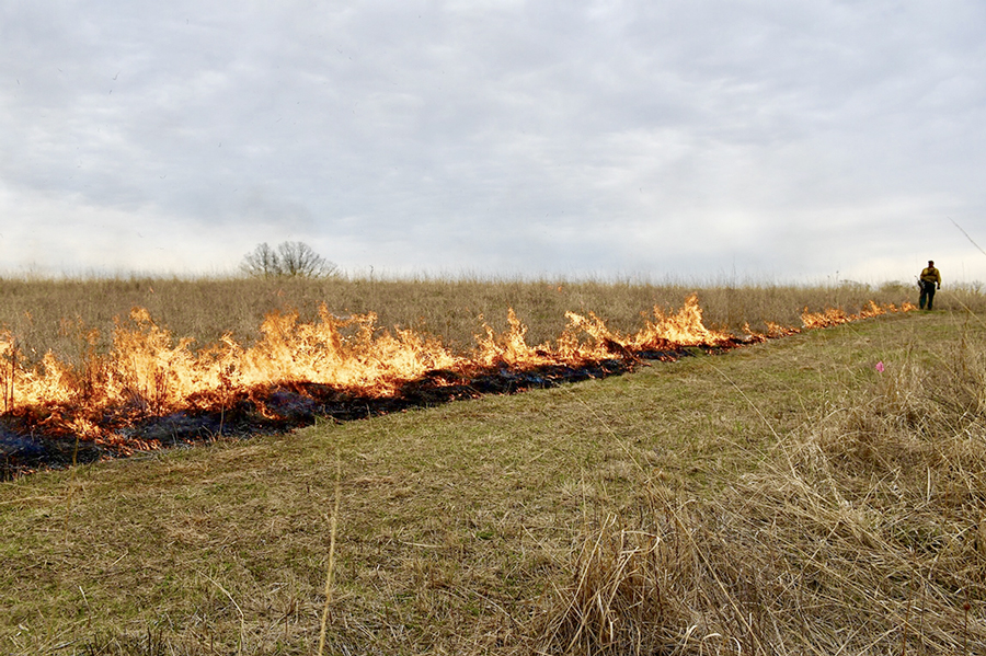 fire along firebreak