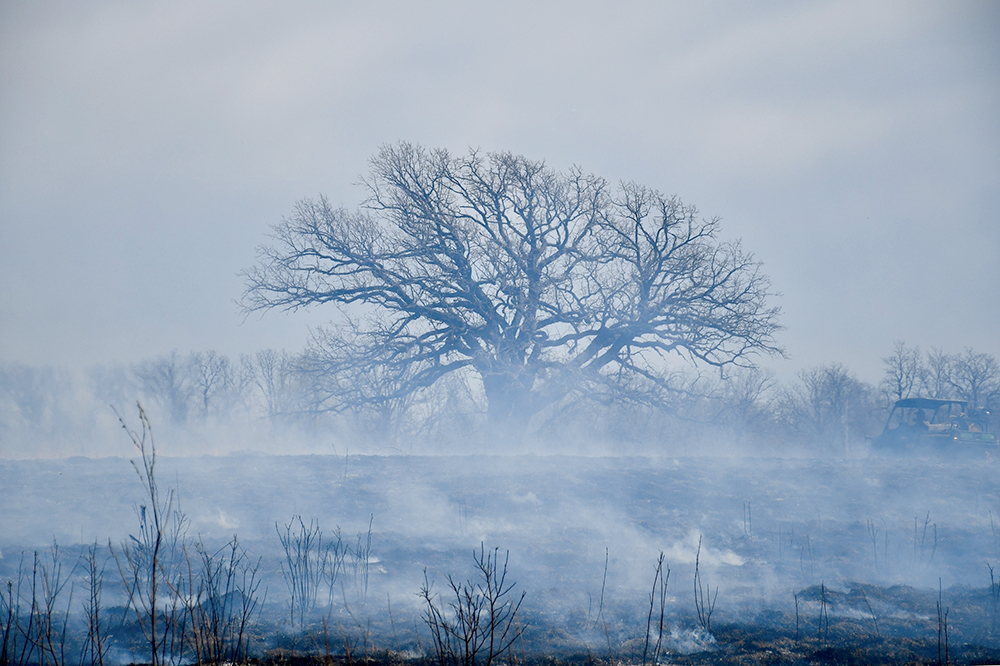 Oak in smoke