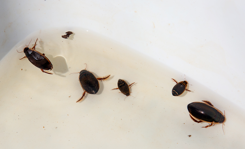 Predatory diving beetles found in pond water