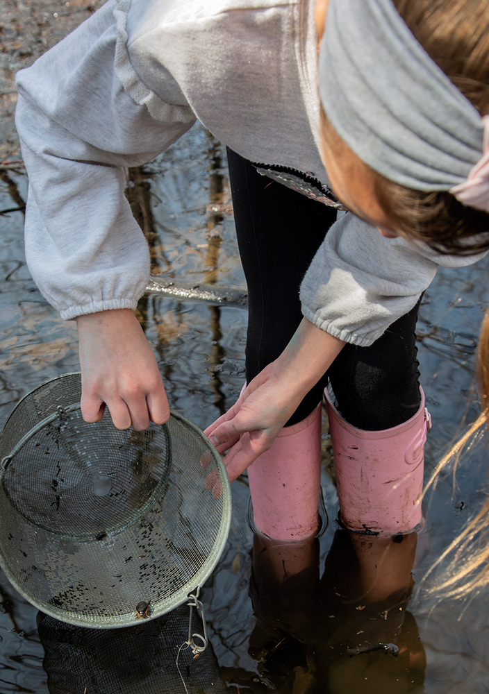 Aramae releasing diving beetle from trap