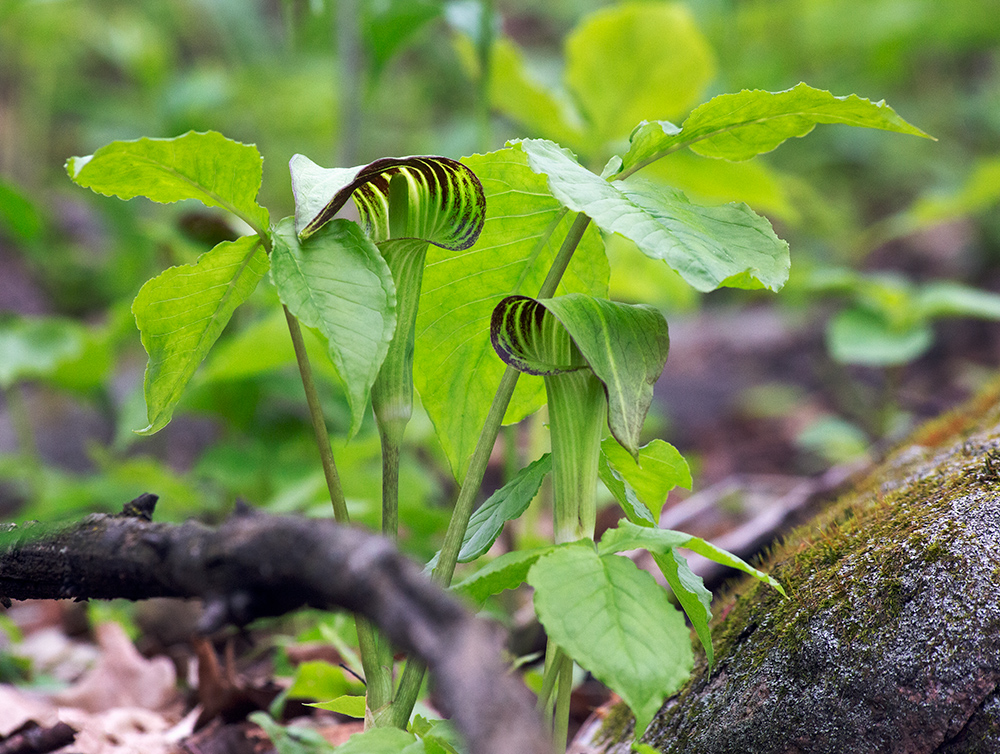 Jack-in-the-pulpit, Badertscher Preserve, Muskego