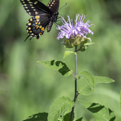 Black swallowtail butterfly