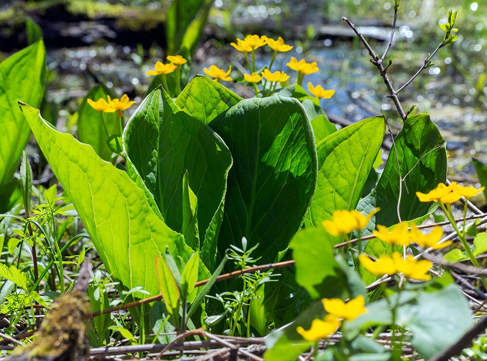 Skunk cabbage. Bratt Woods, Grafton