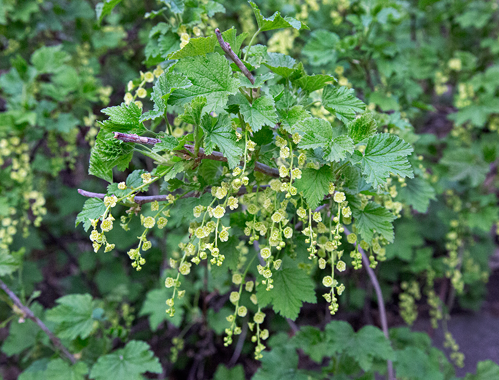 Currant blossoms, Cambridge Woods, Milwaukee