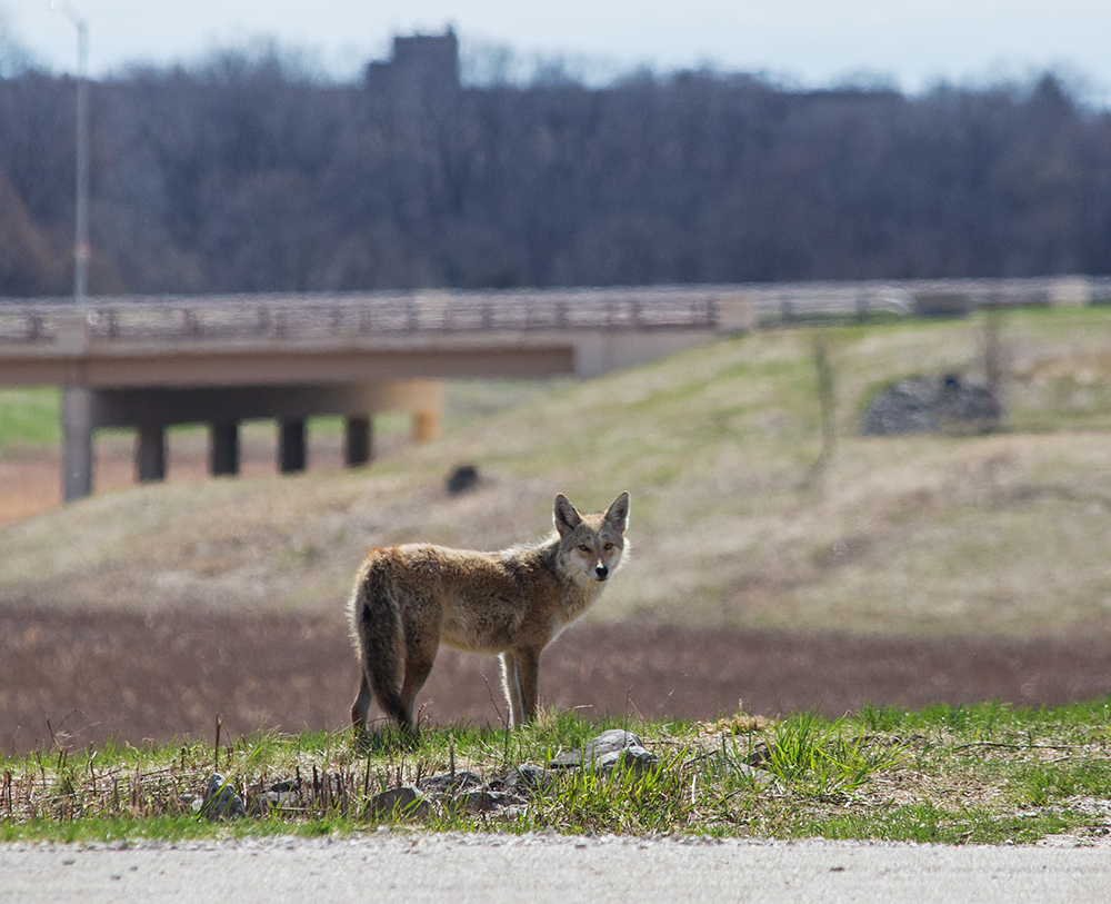 Coyote. Milwaukee County Grounds, Wauwatosa.