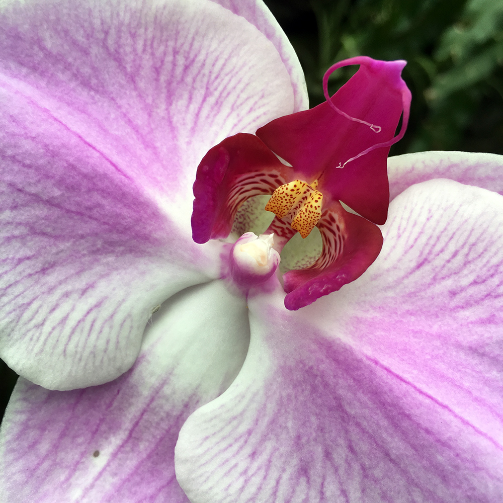 Orchid. Mitchell Park Conservatory (Domes), Milwaukee