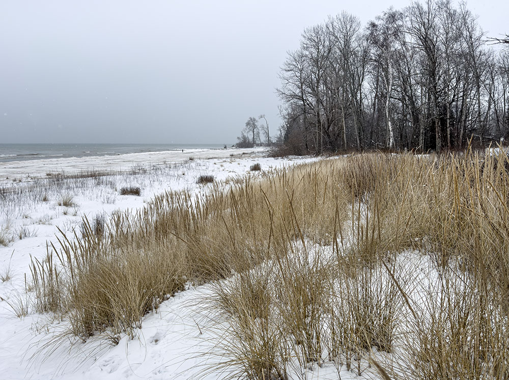 Looking over the dune grasses.