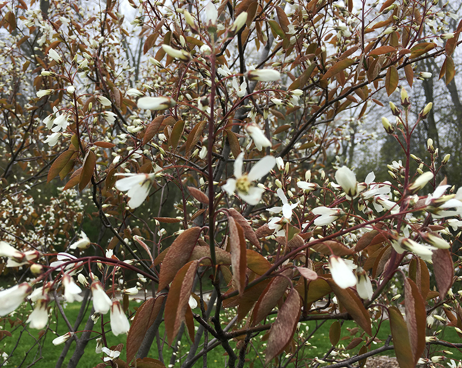 Apple Serviceberry. Lake Park, Milwaukee