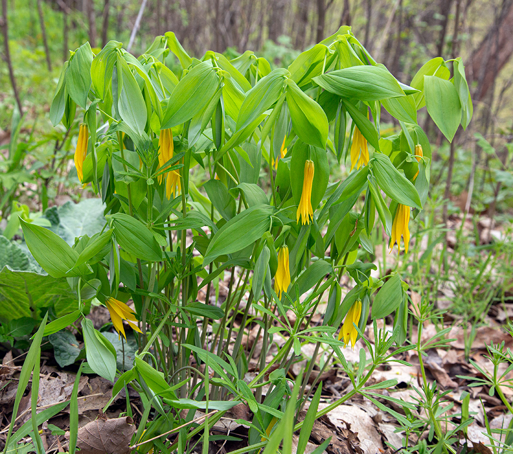 Bellwort. North Branch property, Washington County