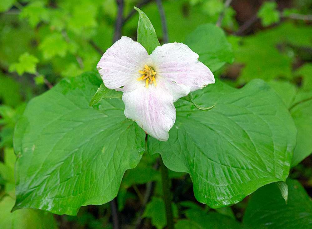 White trillium. Heritage Trails County Park, Slinger