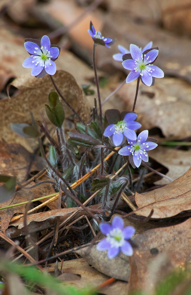 Hepatica. Kettle Moraine State Forest - Mukwonago Unit