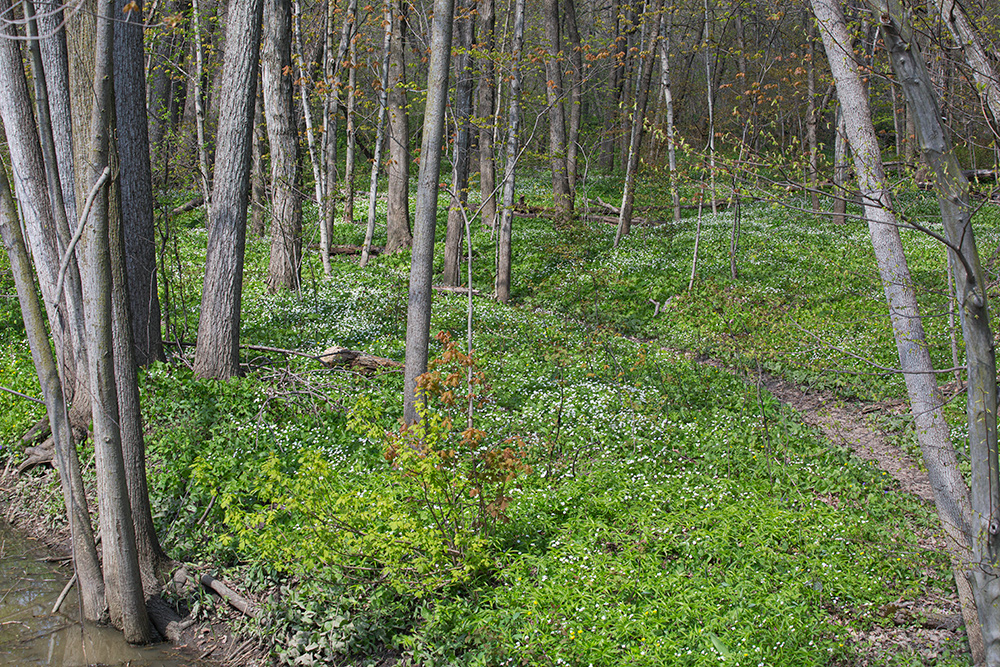 Wood anemones and other flowers. Petrifying Springs County Park, Kenosha