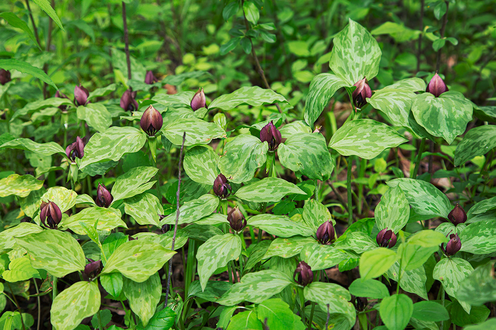 Prairie (red) trillium. Pritchard Park, Racine