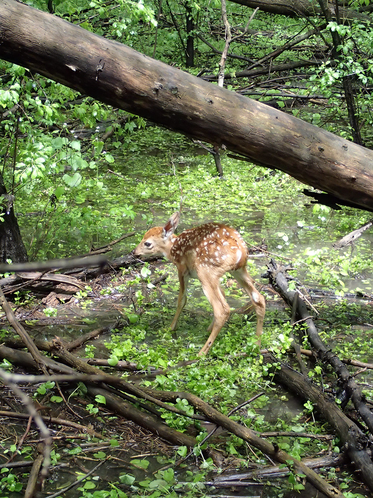 Fawn. Riverside Park, Burlington