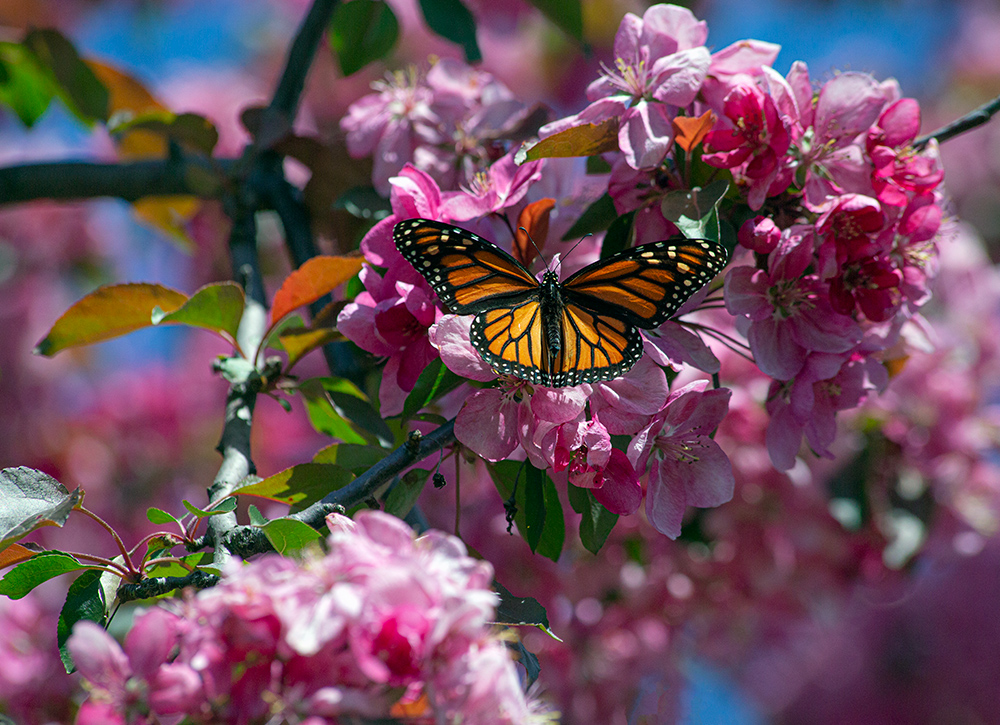 A monarch butterfly resting on bright pink crab apple blossoms at Veterans Park, Milwaukee