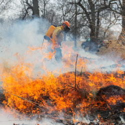 worker walking past blazing fire during a controlled burn at Washington Park