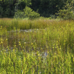 wetland