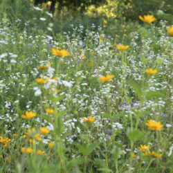 wildflowers