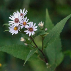 close up of a cluster of aster blossoms