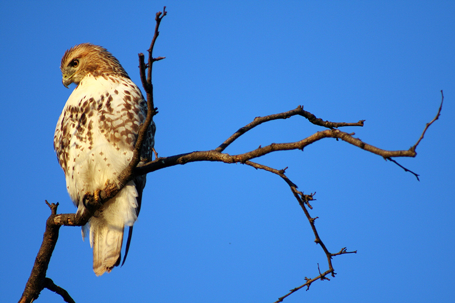 red-tailed hawk sitting on a bare branch