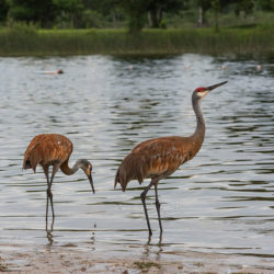 two sandhill cranes in the water at the edge of Ottawa Lake